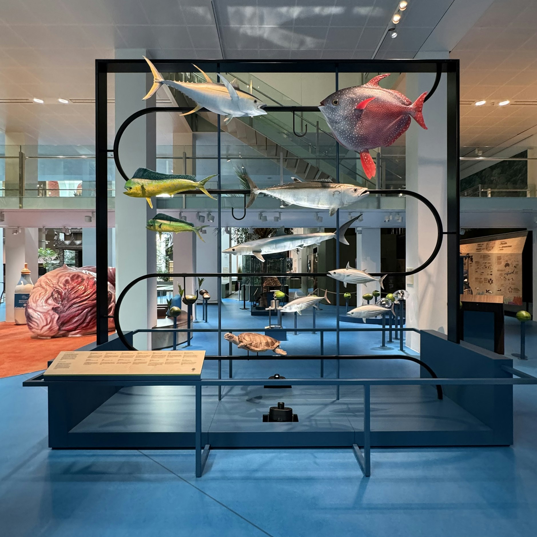 A variety of models of marine animals on display at the museum